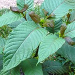 Kratom ingredient