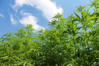 Banned Pesticides and Marijuana