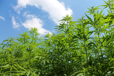 Banned Pesticides and Marijuana