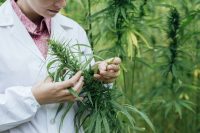 Insurance for Marijuana industry