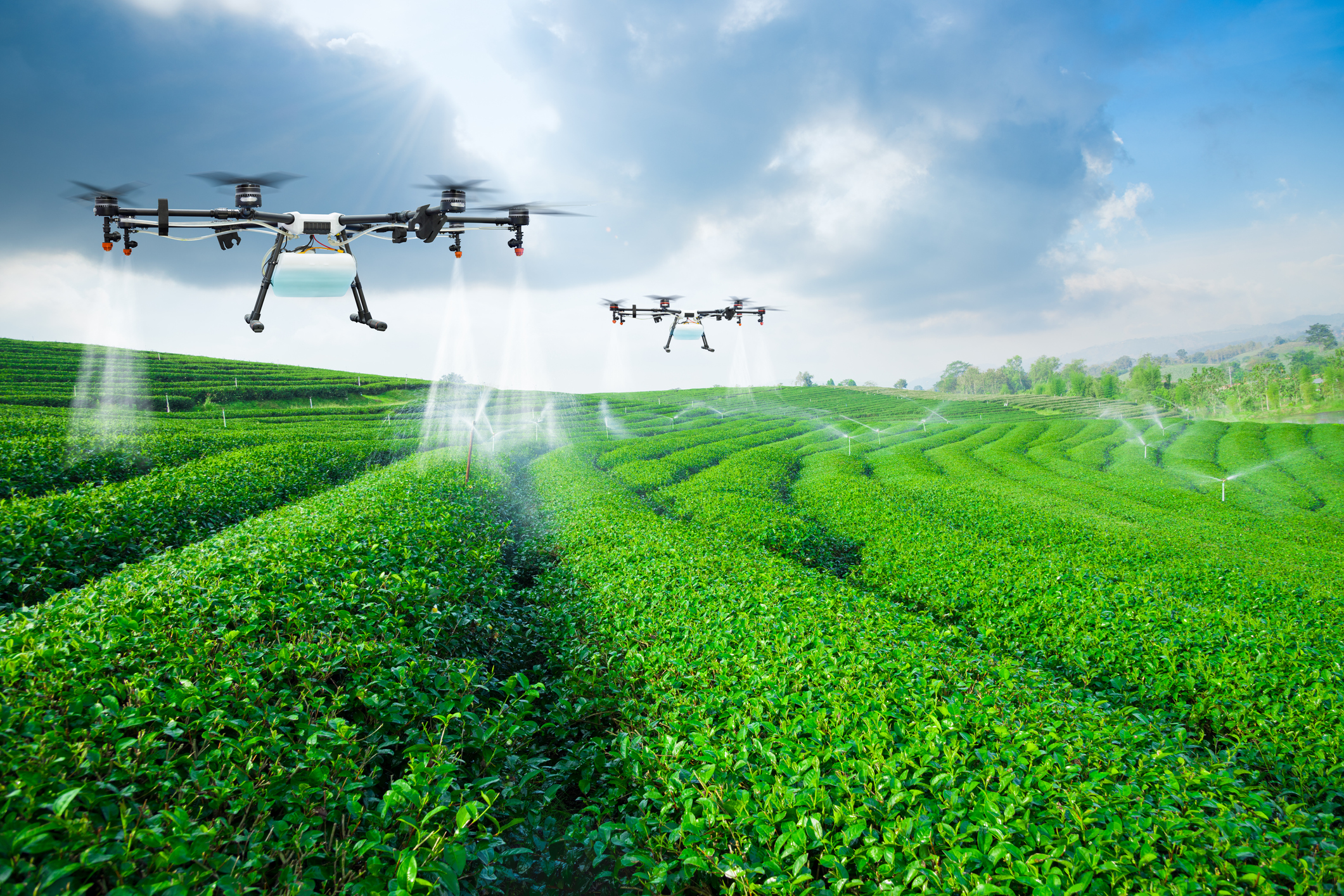Agriculture drone fly to sprayed fertilizer on the green tea fie
